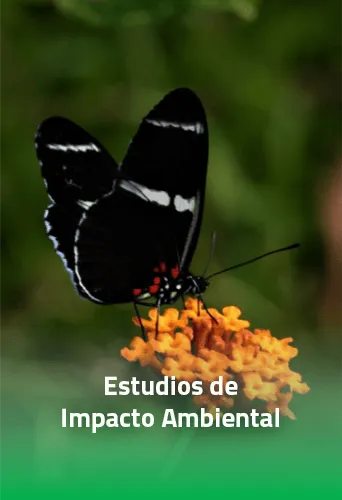 Estudios de Impacto Ambiental EIA