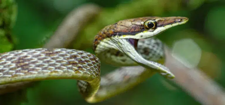 Estudios e Ingenieria Ambiental EIA