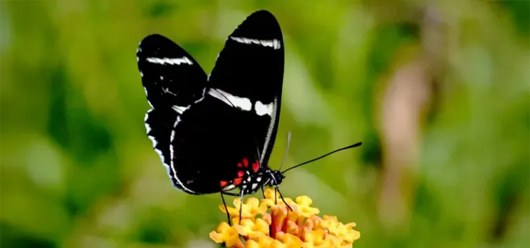 Fases de Interventoria Ambiental