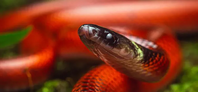 Plan-de-Manejo-Ambiental-PMA-Colombia