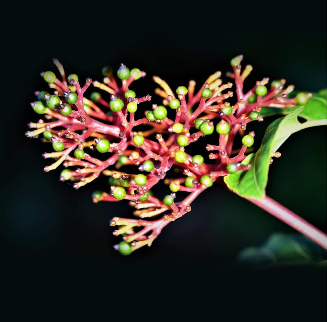 Caracterización de Flora Superior y Epífita