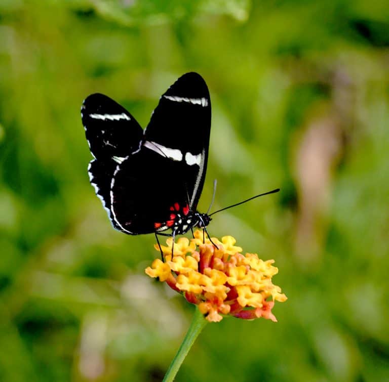Banner Caracterización de la Flora Epifita